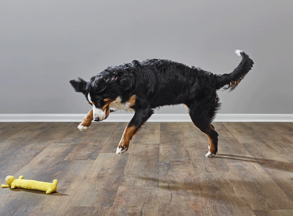 Best pet friendly flooring for busy homes that lasts