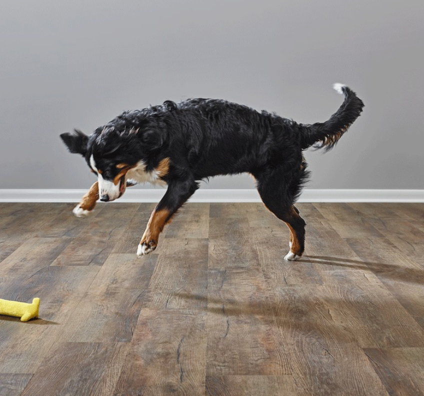Pet friendly flooring for busy homes